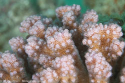 BD-120420-Fury-Shoal-5647-Pocillopora-damicornis-(Linnaeus.-1758)-[Cauliflower-coral].jpg